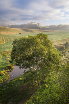 Lone eucalyptus tree beside peaceful creek in misty rural countryside at sunrise