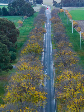 Tree-lined country road stretching through peaceful rural farmland landscape