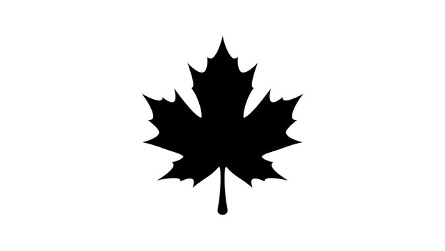 Maple leaf black silhouette isolated vector icon for autumn festival.