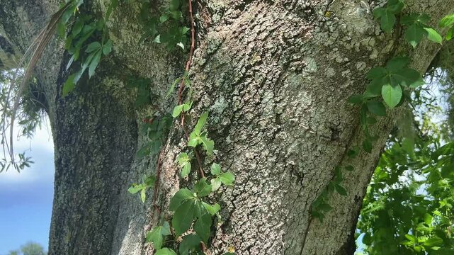 Virginia creeper vine (Parthenocissus quinquefolia) climbs the textured bark of a mature tree, displaying its distinctive five-leaflet green foliage in natural sunlight.