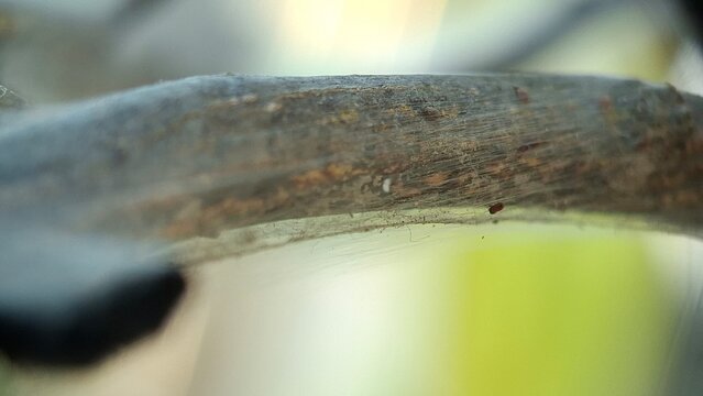 Barklouse webbing on the trunk of a lime tree. Archipsocus nomas, Citrus aurantifolia