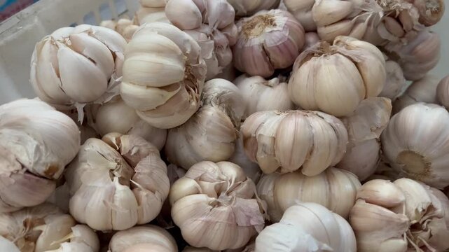 Fresh raw garlic bulbs pile close up video