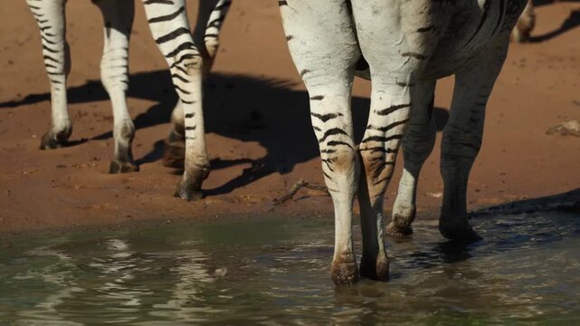 Closeup of the legs and hooves of Burchell's zebras walking out the water onto the sand, Mkuze Game Reserve, South Africa.
