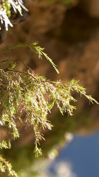 Sunlit Native Green Foliage Against Sandstone Cliff Face