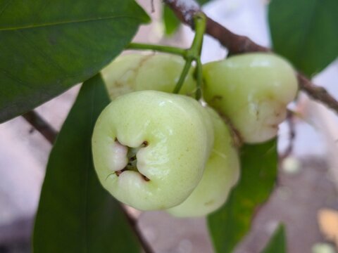 Fresh green bell shaped rose apple fruits growing on tree branch