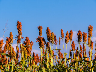 Naklejka premium Low angle view of ripe red sorghum panicles growing in an agricultural field against a clear blue sky background. Cultivated grain crop plantation during harvest season in Brazil.