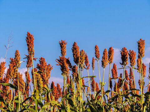 Low angle view of ripe red sorghum panicles growing in an agricultural field against a clear blue sky background. Cultivated grain crop plantation during harvest season in Brazil.