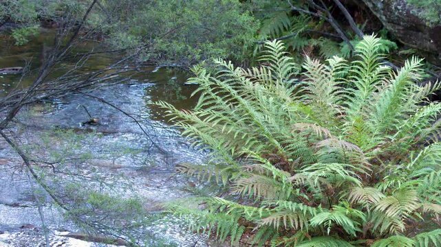 Lush Green Ferns Overlooking a Flowing Creek in Wentworth Falls