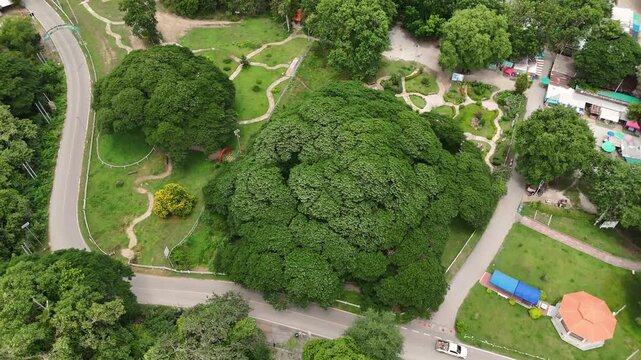 Drone shot captures a massive rain tree at the heart of a lush urban park in Kanchanaburi, Thailand. Sunlit canopies, winding paths, roads, and vibrant greenery define this aerial footage.