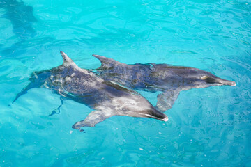 Two bottlenose dolphins swimming together in clear turquoise water © Bambi and Sunny