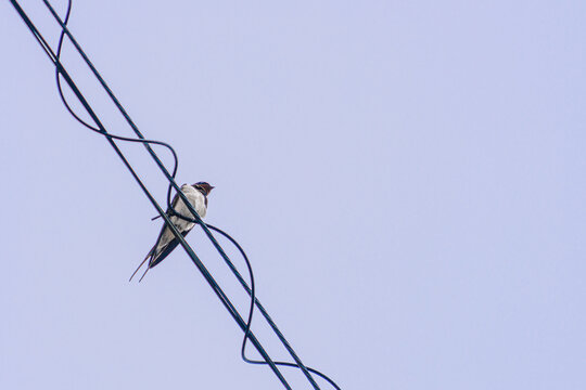 Swallow perched on overhead wires against a pale open sky