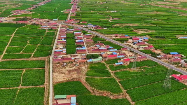 Green cornfields and village landscape