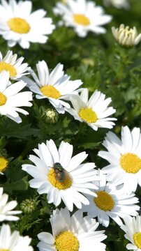 White Daisy Flowers Blooming in Outdoor Garden in Tokyo Japan