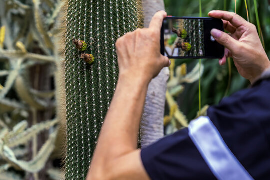 Close up of cactus stem with sharp spines and developing fruit pods. Tall green column cactus stem with sharp spines arranged in geometric patterns and small flower buds developing into fruit pods.