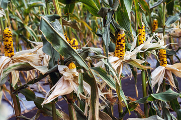 Waxy glass gem corn or organic calico corn in plantation ready for harvest. Colorful Indian flint...