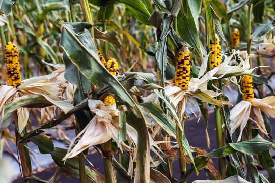 Waxy glass gem corn or organic calico corn in plantation ready for harvest. Colorful Indian flint corn cobs with yellow and purple kernels growing on stalks in agricultural field before harvest season