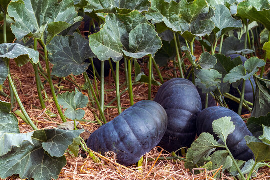 Group of large dark green Kabocha squashes growing on straw mulched soil under green leaves in organic agricultural farm field. Organic Japanese black pumpkins. Fresh harvest of large green squashes.