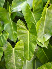 Lush green philodendron leaves in a tropical garden close up view © hattaarshavin