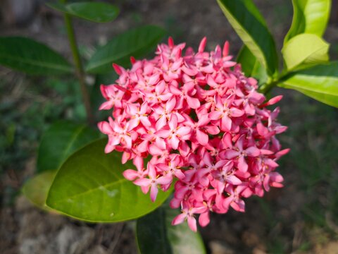 Pink ixora flower cluster blooming in a sunny tropical garden