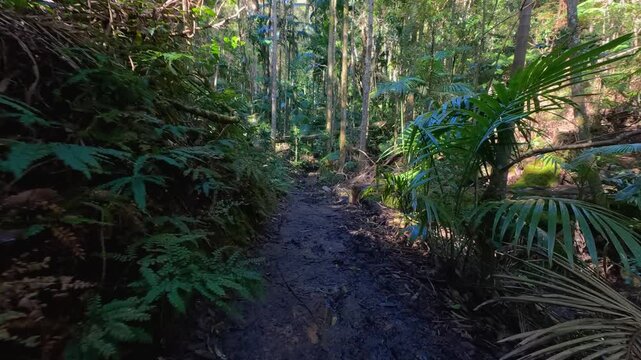 Narrow Dirt Hiking Trail Through Dense Tropical Rainforest