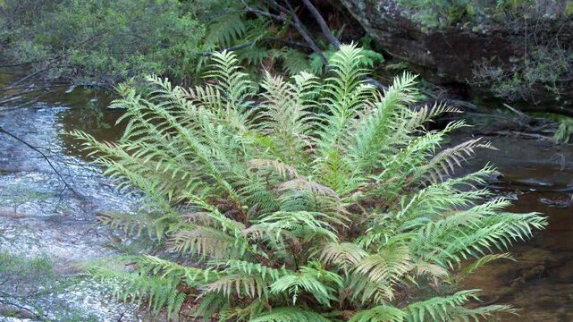 Lush Green Fern Growing Beside a Flowing Forest Creek