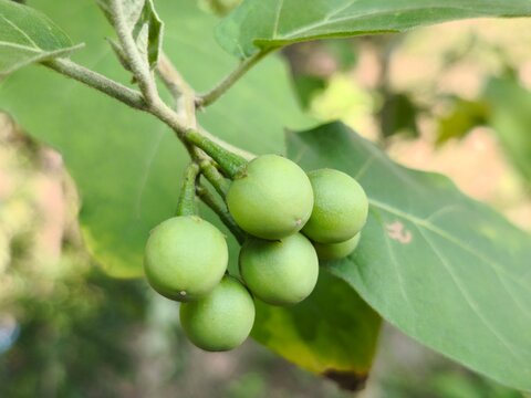 Small round green eggplant growing on a branch in a tropical garden