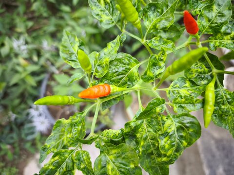 Vibrant green and red chili peppers growing on a leafy garden plant