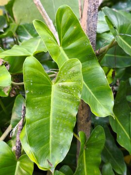 Vibrant green tropical foliage leaves in a sunlit garden setting