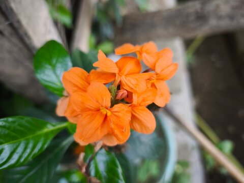 Vibrant orange crossandra flowers blooming in a sunny garden closeup