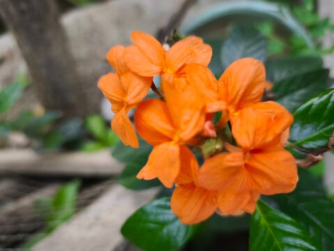 Vibrant orange firecracker flowers blooming in a sunny garden setting