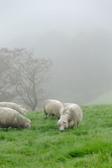 Fototapeta premium Flock of Sheep in Misty Green Pasture, Peaceful Rural Landscape