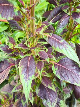Vibrant purple and green leaves of an ornamental garden plant outdoors