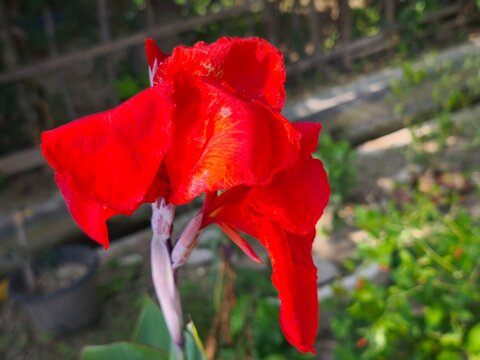 Vibrant red canna lily flower blooming in a sunny garden outdoor setting