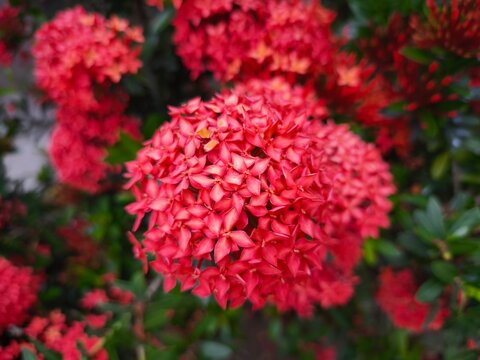 Vibrant red flower cluster blooming in a lush green garden setting