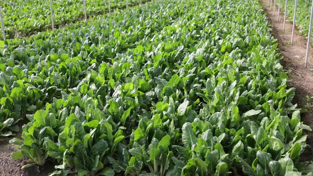 Close up of green leafy chard rows growing in a large agricultural greenhouse. High quality 4k footage