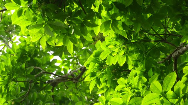Close up of vibrant green rubber tree leaves with sunlight filtering through canopy