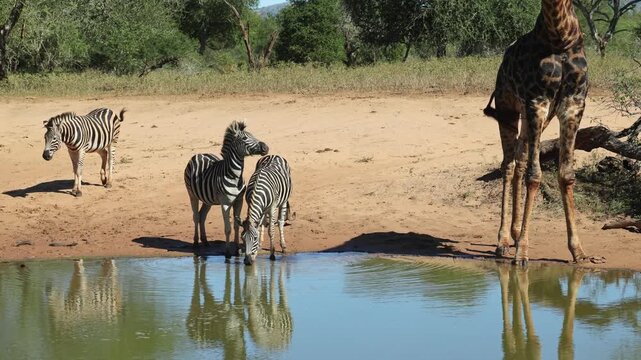 Three Burchell's zebras are startled while drinking at a waterhole when a giraffe bends down to drink beside them, causing the zebras to react suddenly in Mkuze Game Reserve, South Africa.