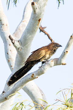 Pheasant Coucal perched high in a white gum tree