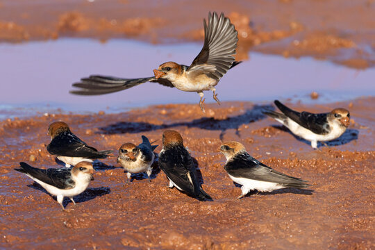 Flock of  Fairy Martin (Petrochelidon ariel)