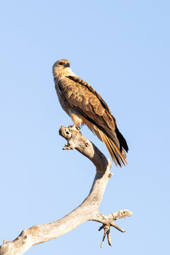 Whistling Kite (Haliastur sphenurus) perched on dead tree branch