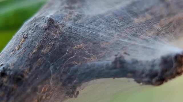 A barklouse is spinning a web on the stem of a lime tree. Archipsocus nomas, Citrus aurantifolia
