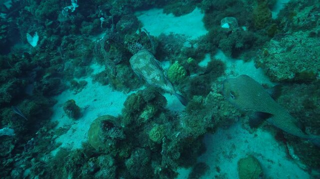 Two porcupinefish swim closely together above a Caribbean reef, moving around in gentle mating behavior.