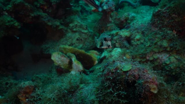 A small trunkfish hovers close to the reef, pecking at tiny organisms hidden between the coral and rock. Its boxy body tilts and bobs as it feeds, shifting position with quick, precise movements.