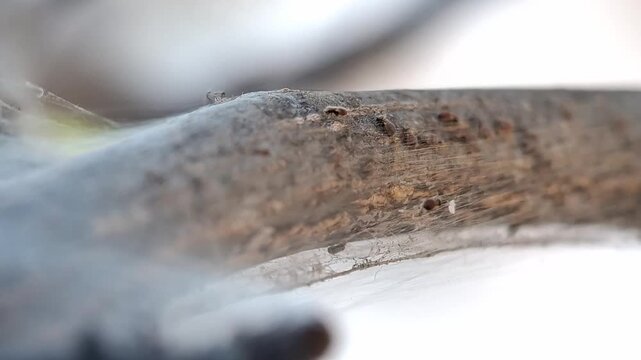 A barklouse is spinning a web on the stem of a lime tree. Archipsocus nomas, Citrus aurantifolia
