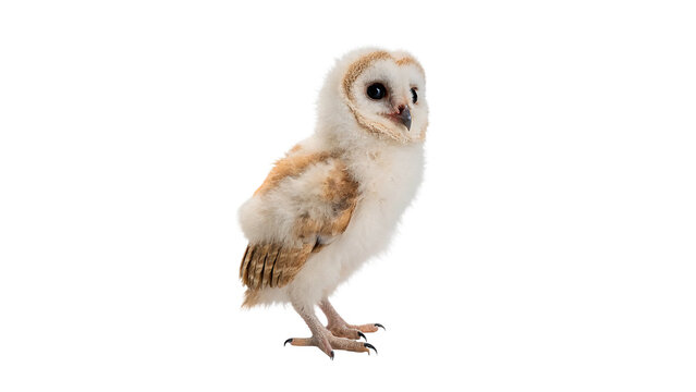 Cute little young barn owl bird standing isolated on transparent background