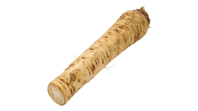 Fresh raw whole horseradish root vegetable for cooking isolated on transparent background