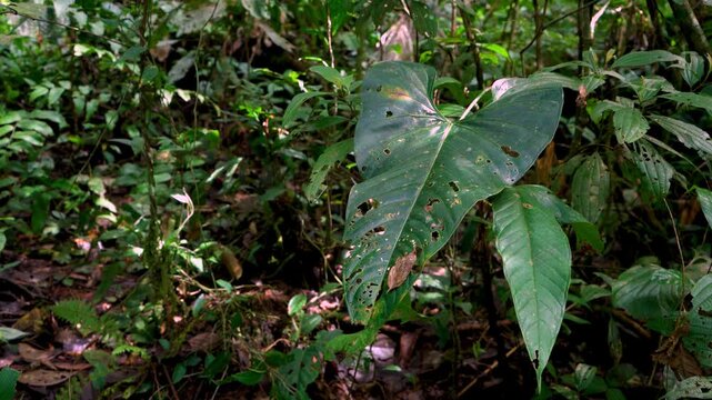 Anthurium leaves growing low in the shaded rainforest understory of Ecuador, catching a little light among the leaf litter and tangled undergrowth.