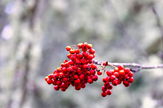 Beautiful red Rowan berries on a tree branch