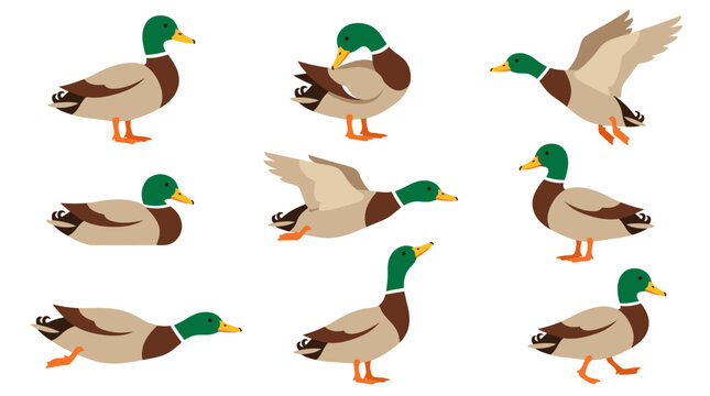 Mallard Duck Vector Set, Diverse Poses of Wild Drake Birds
