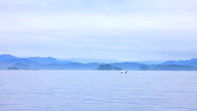 Two orcas swim in the distance with mountains in the background on a misty morning